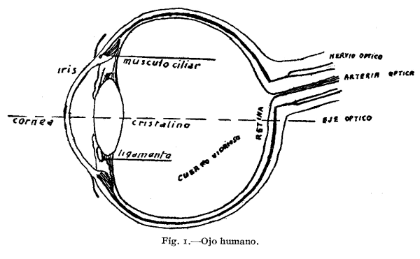 Figura 1. Ojo humano (M. F. Alvar, Técnica cinematográfica moderna, Madrid 1932) Figura 1. Ojo humano